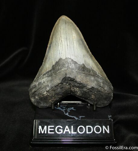 Inch Dark Grey Megalodon Tooth - Georgia #684